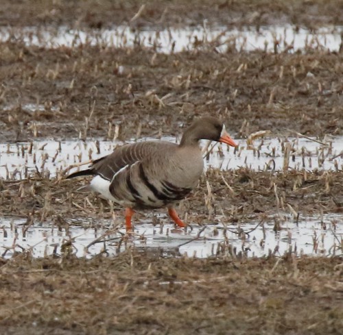 Greater White-fronted Goose. | by Gillian Floyd Photography