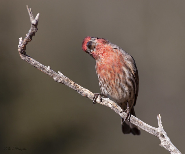 House Finch, male, scanning the skies
