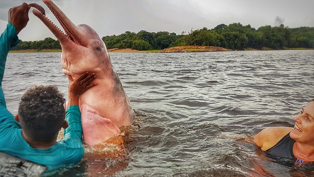 AMAZON - Pink dolphin