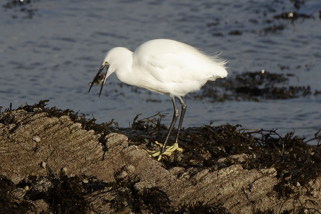 Little Egret with his catch