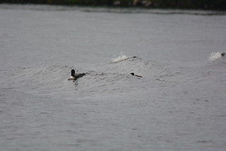 Rainy Lake common loon family