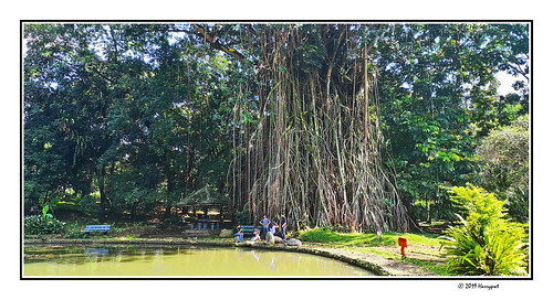 harrypwt kebunrayabogor green nature huaweyp20pro p20pro landscape visitindonesia trees