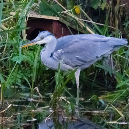 Young heron catching fish, Wildside Centre