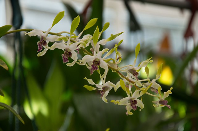 Dendrobium Uthai x Burana Royal