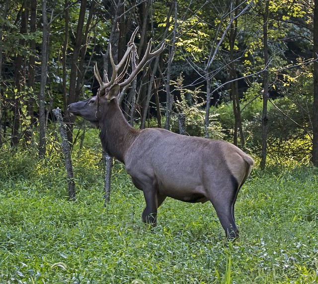 Elk - Cervus canadensis