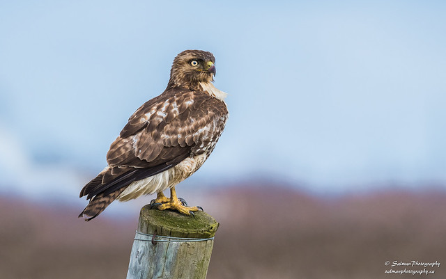 Red-tailed Hawk ( juvenile)