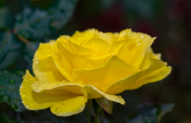 Rose macro in the rain