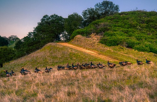 turkey flock birds omd olympus sunset