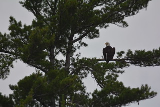 Rainy Lake bald eagle