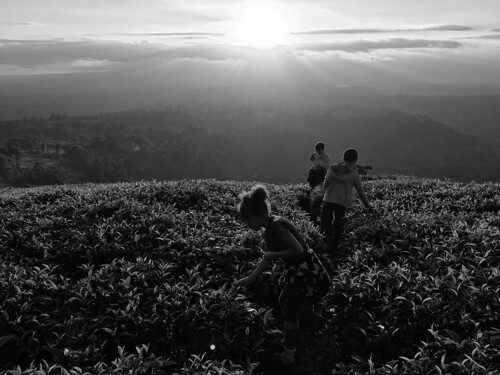kamweti kenya tea plantation sunset blackwhite bw