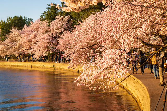 2019 National Cherry Blossom Festival