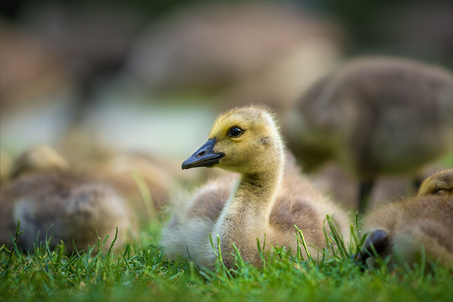 Happy Duckling