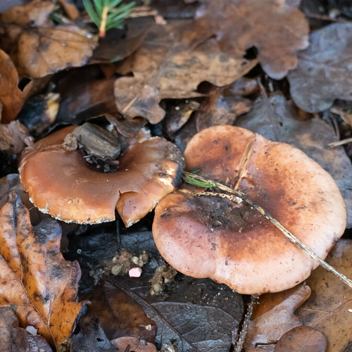 Winter fungi: tawny funnel caps