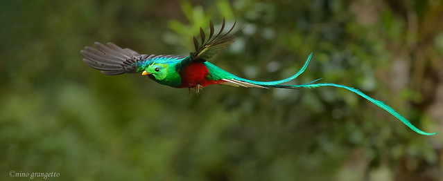 quetzal-vuelo_NGR2484 (1)