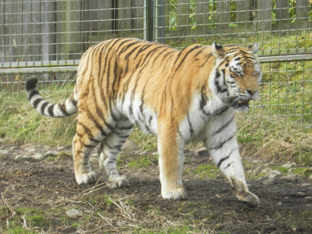 Amur Tiger, Highland Wildlife Park, Kincraig, Mar 2019