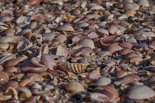mare sea almusanaah oman conchiglie shells