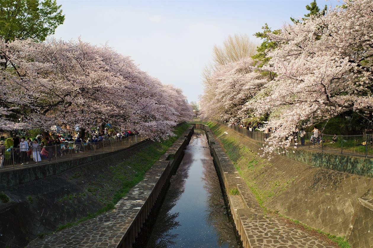 善福寺川公園の桜並木