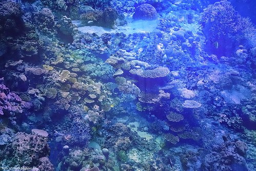 Great Barrier Reef Ausstellung | Pforzheim Gasometer | UT70619 | Flickr