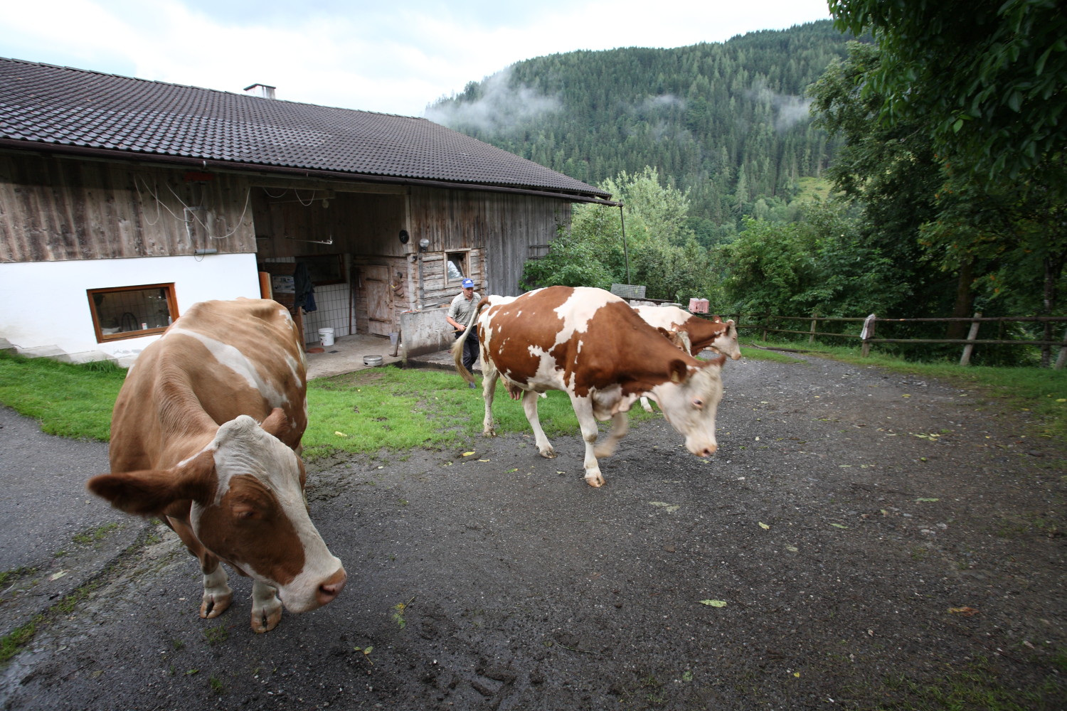 Hans guiding his cows to the Alm near Schloif Hof
