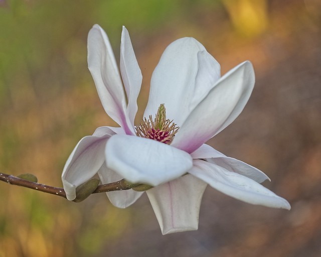 The heart of a magnolia