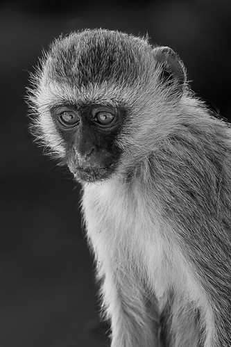 portrait wildlife nature bw blackandwhite tanzania monkey vervet safari animal manyararegion tz