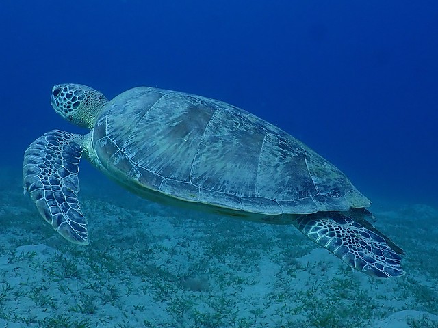 Green turtle/ Suppenschildkröte