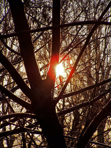 gödöllő reggel napfelkelte fa morning sunrise tree