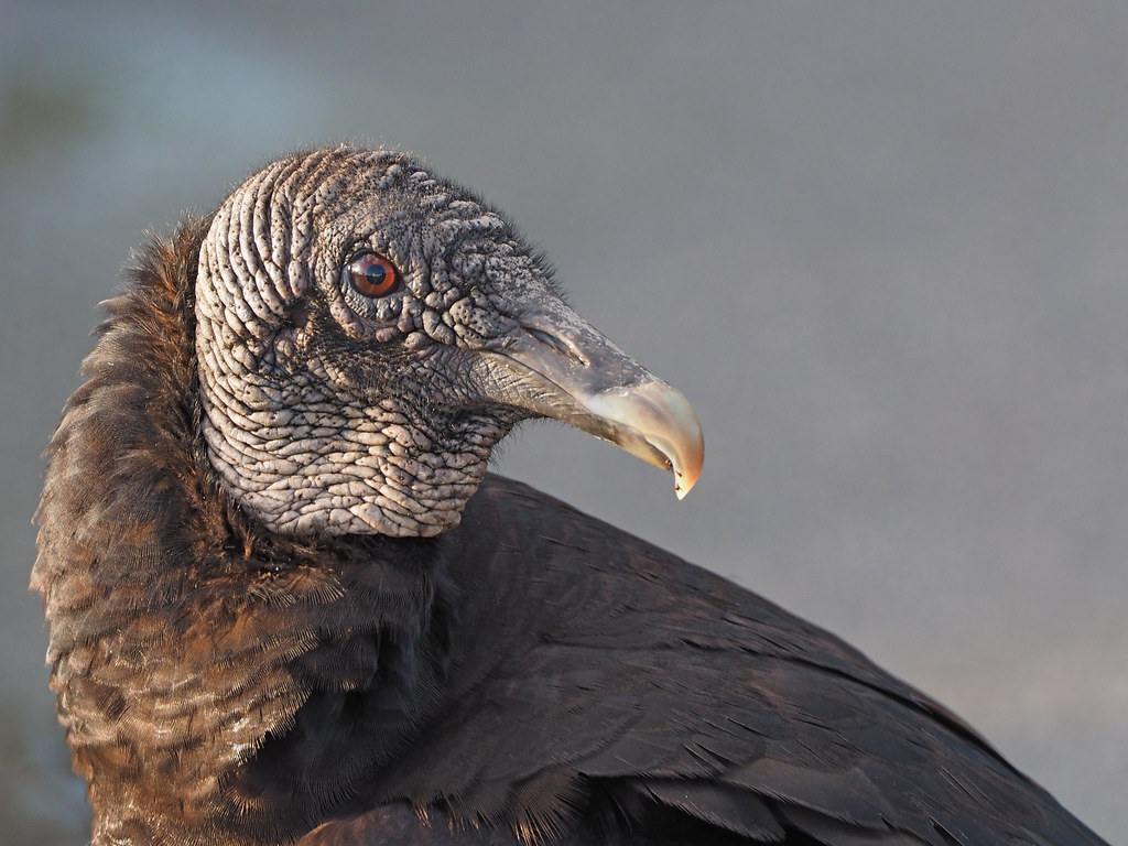 Black Vulture - Coragyps atratus, Everglades National Park, Homestead, Florida