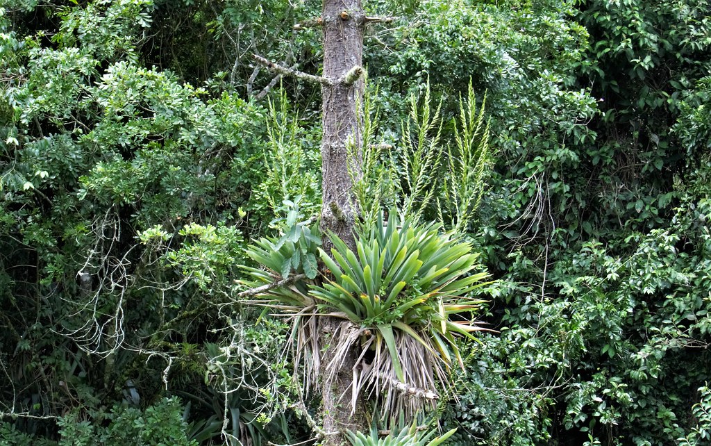 Vriesea gigantea | Vriesea gigantea Gaudich. Maquiné, Rio Gr… | Flickr