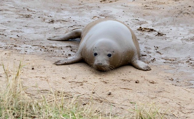 Muddy Grey Seal (Donna Nook)