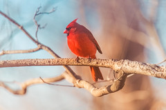 Northern Cardinal ♂︎