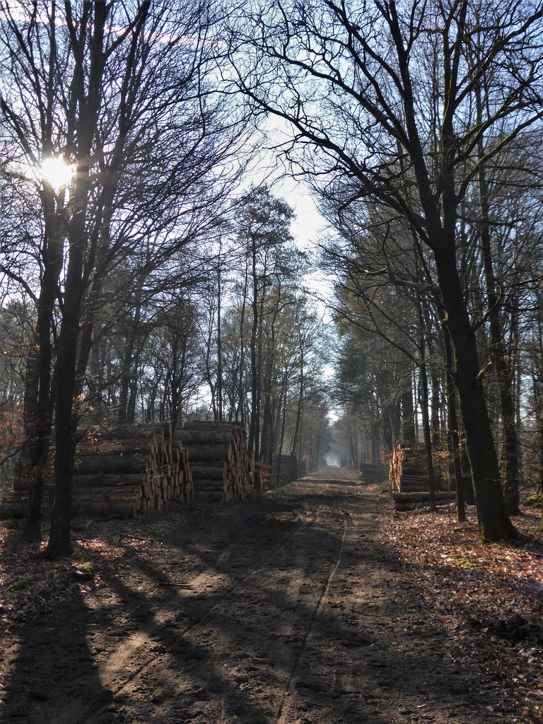 Loggings at Drents Friese Woud