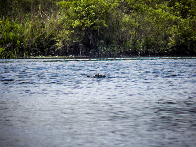 Kayaking to Pompion Hill Chapel on Huger Creek, Cooper River, and Quinby Creek