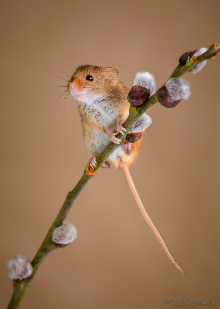 Harvest mouse on Pussy willow 22.2.19