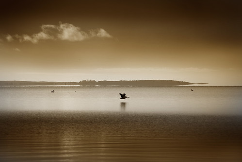 pelican lake lakealexandrina southaustralia milang summer bird water calm serene