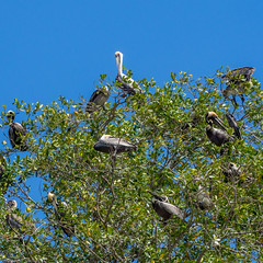 pelican tree