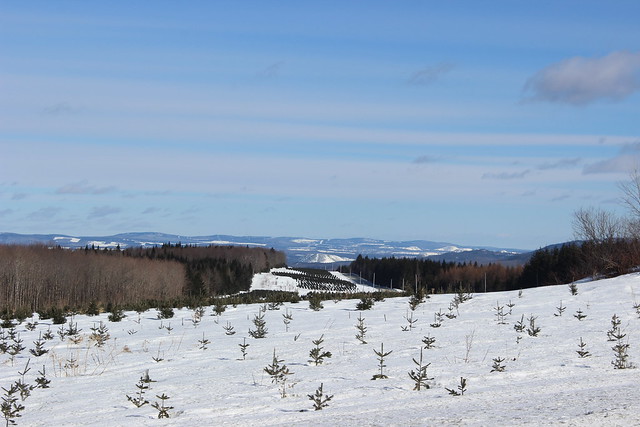 Christmas Trees nursery in the Eastern Townships
