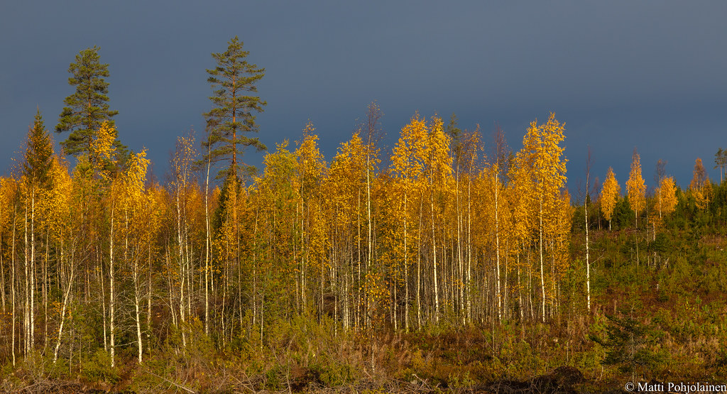 Ruska, Autumn colors | (NI5A6705LR-2) | Matti Pohjolainen | Flickr