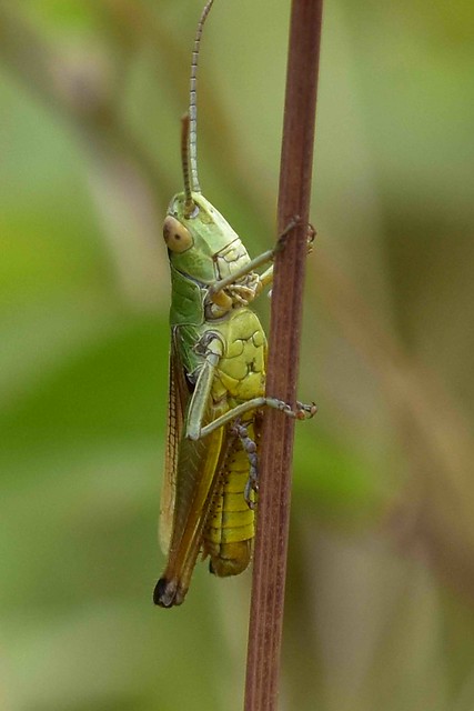 Common Green Grasshopper ... Omocestus viridulus
