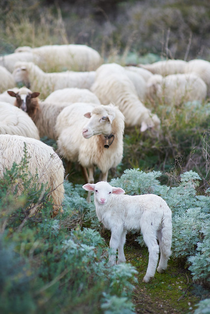 Lamb of Sardinia