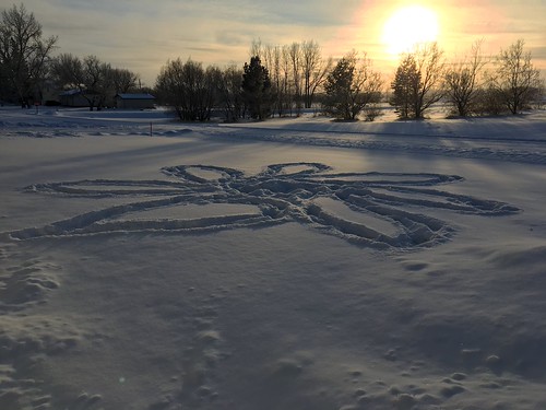 There's a Flower in the Yard by cogdogblog, There's a Flower in the Yardsnow flower sunset