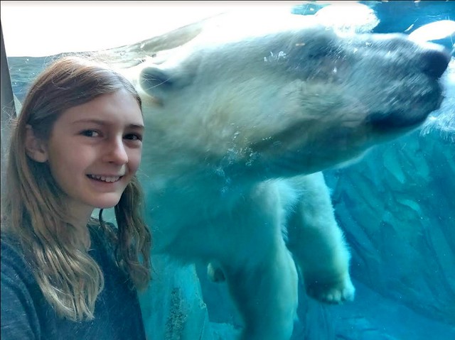 St. Louis Zoo - Polar Bear