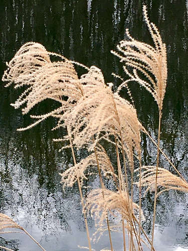 parkschool pikesville maryland ponds reflections ornamentalgrass dof bokeh hbw iphone
