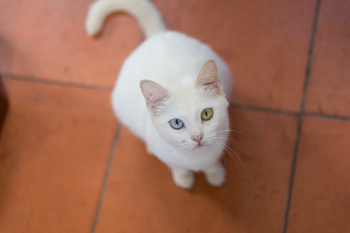 odd-eyed cat | by hthuy.phan