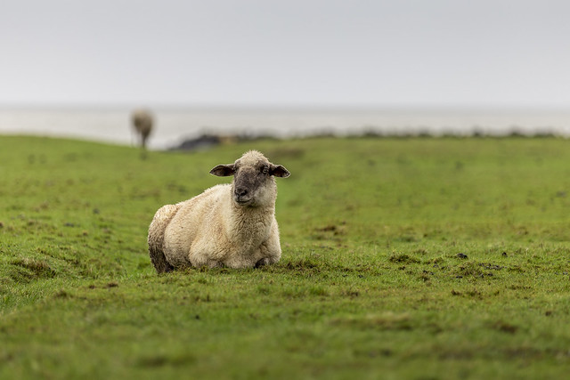 North Sea Sheep