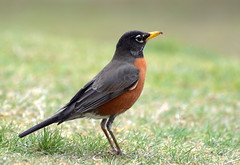 American Robin