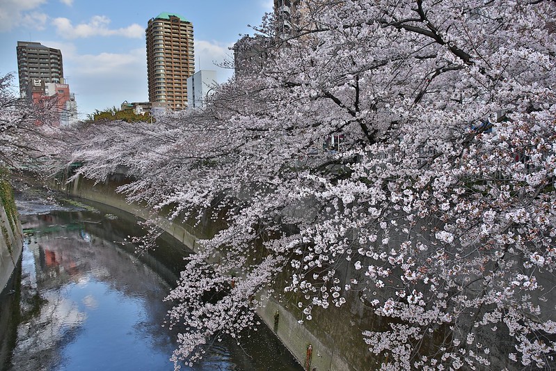 面影橋河畔的櫻花
