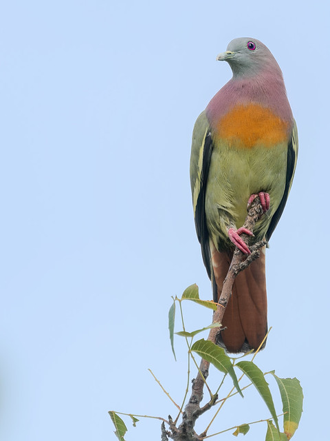 Pink-necked Green Pigeon @ Telok Blangah