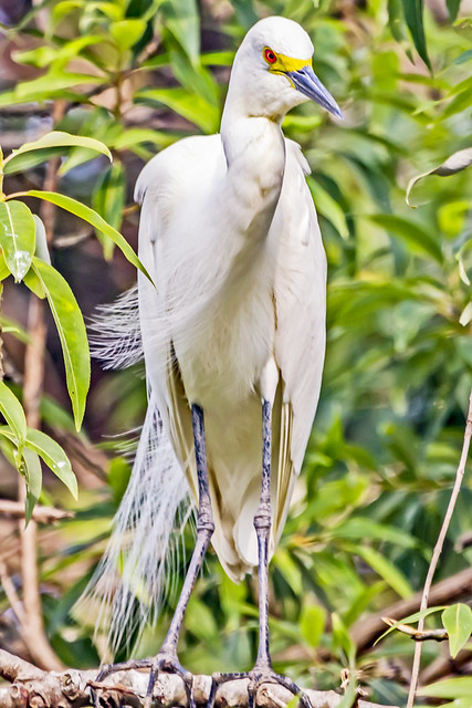 Little egret (Egretta garzetta), Ranganathittu, Mysore