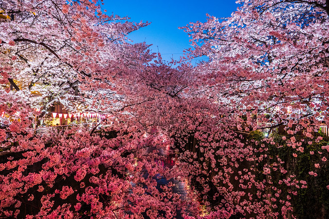 Cherry blossoms #4